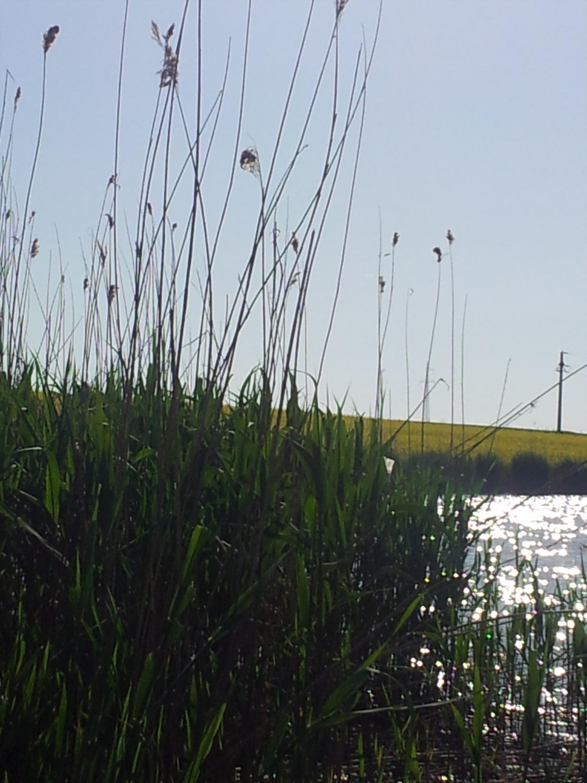 Poze pescuit 2013 - 20130501084408.jpg